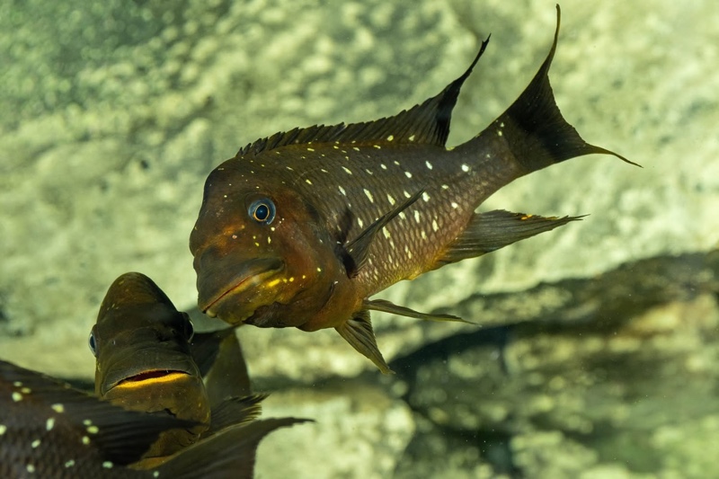 Petrochromis trewavasae 'Moliro'